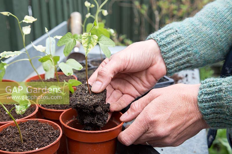 Woman potting up seedlings of Ipomoea 'Sunrise Serenade' seeds - showing signs of Magnesium deficiency due to staying too long in the seed compost