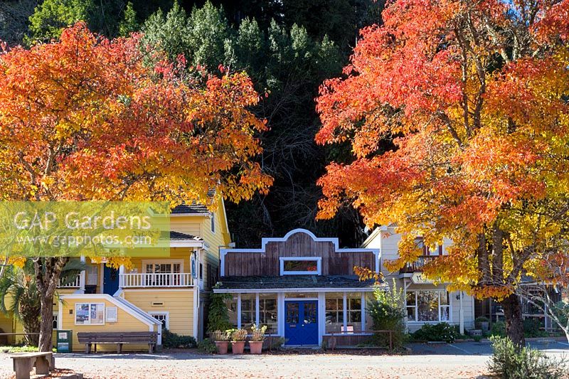 Traditional painted timber buildings flanked by trees with autumn foliage. Occidental, on the Bohemian Highway, Sonoma County, California.