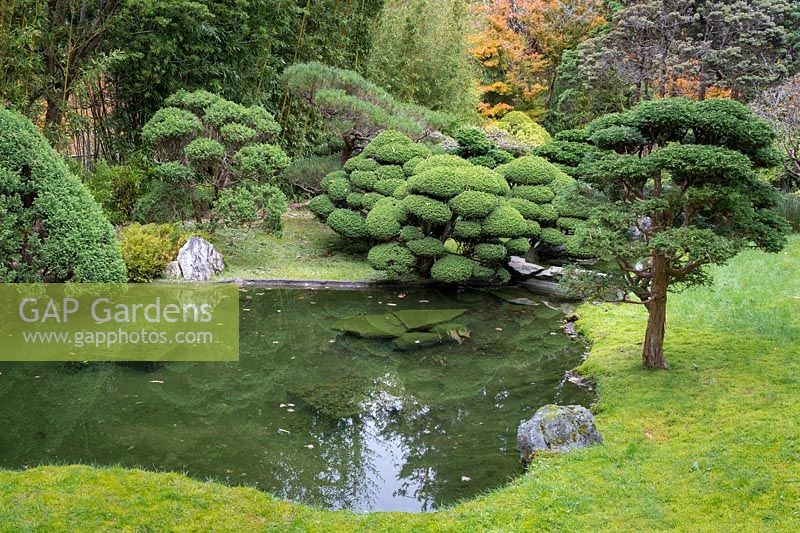 The Sunken Garden, in the Japanese Tea Garden at Golden Gate Park, San Francisco, California. Cloud topiary of pines and other conifers surround the water of the pool.