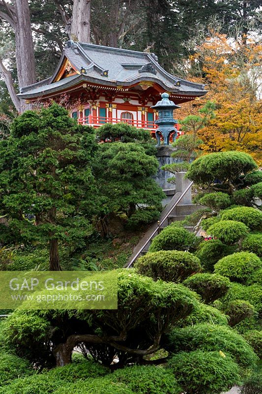 View of grey steps up to the traditional-looking Japanese temple with Monterey pines behind and cloud-pruned conifers including juniper in front. Japanese Tea Garden at Golden Gate Park, San Francisco, California.