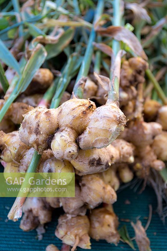 Ginger root with the stems still attached, locally grown for the Ecology Center Farmer's Market in downtown Berkeley, California.