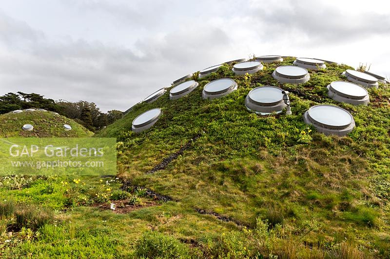 The Living Roof of the Academy of Sciences in Golden Gate Park. It is one of the most complex living roofs ever built and was inspired by San Francisco's hills and valleys. Plants include evening primrose - Oenethera elata, Californian sagebrush - Artemisia californica, Festuca brachyphylla, grasses and succulents which survive well with minimal maintenance. San Francisco, California.