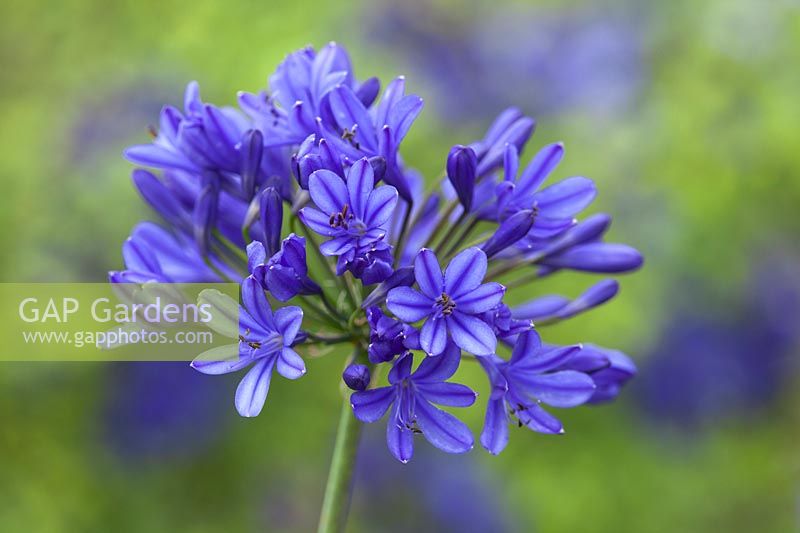 Agapanthus 'Brilliant Blue'. African lily