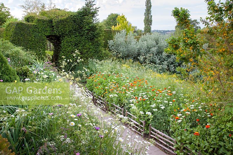 Path and decorative wooden hurdles through spring informal planting including Calendula, apiaceae, centaurea and ox-eye daisies. Great Dixter, Sussex