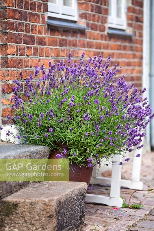 Lavandula angustifolia in a glazed pot by the front door