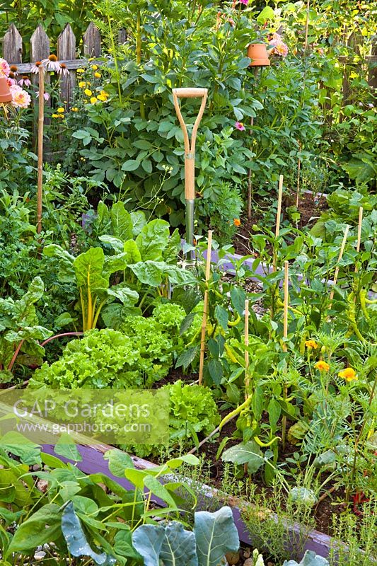 Vegetable and herb beds: lettuces, swiss chard, beans, savory, peppers, parsley marigolds, dahlias, kohlrabi.