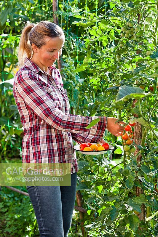Woman harvesting tomatoes.