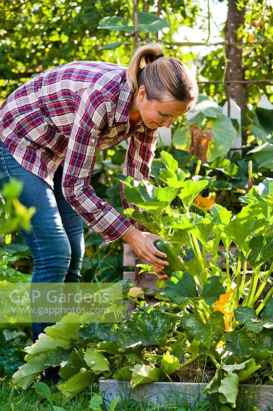 Woman harvesting courgettes.
