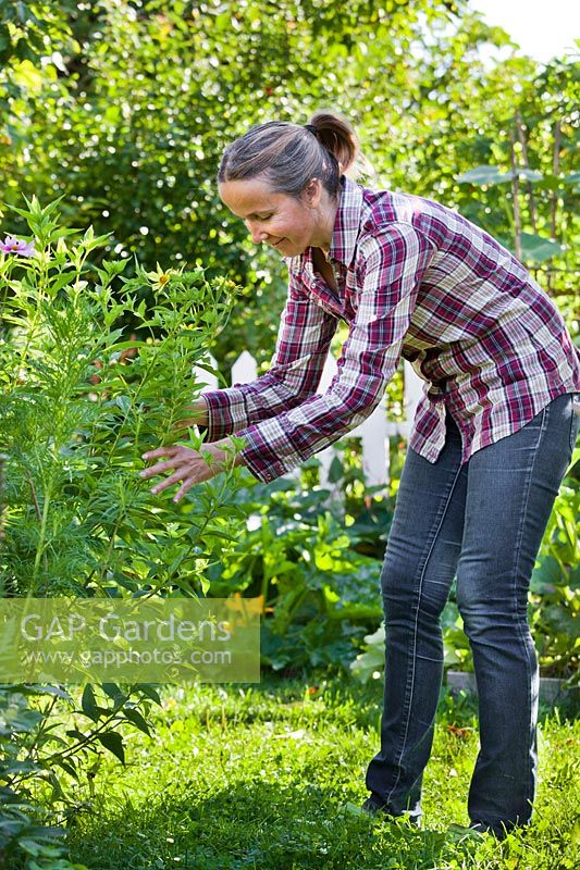 Woman supporting perennials in summer.