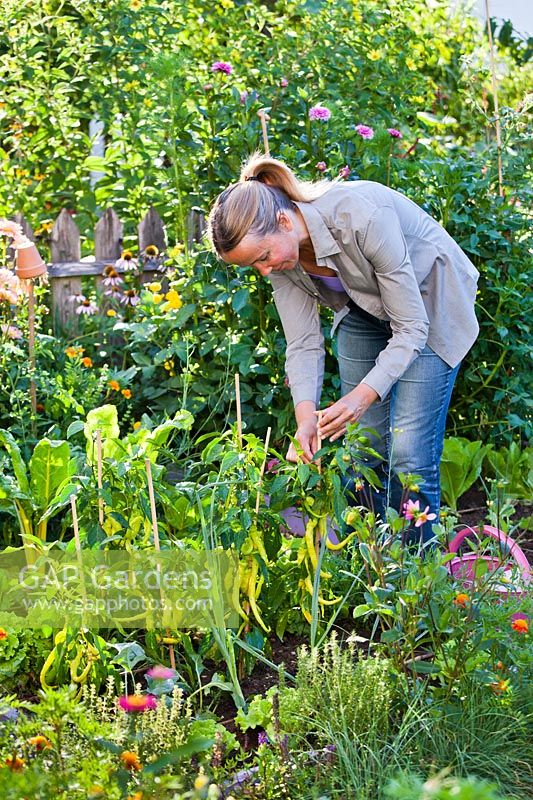 Woman working in the garden - checking and tying plants - sweet peppers.