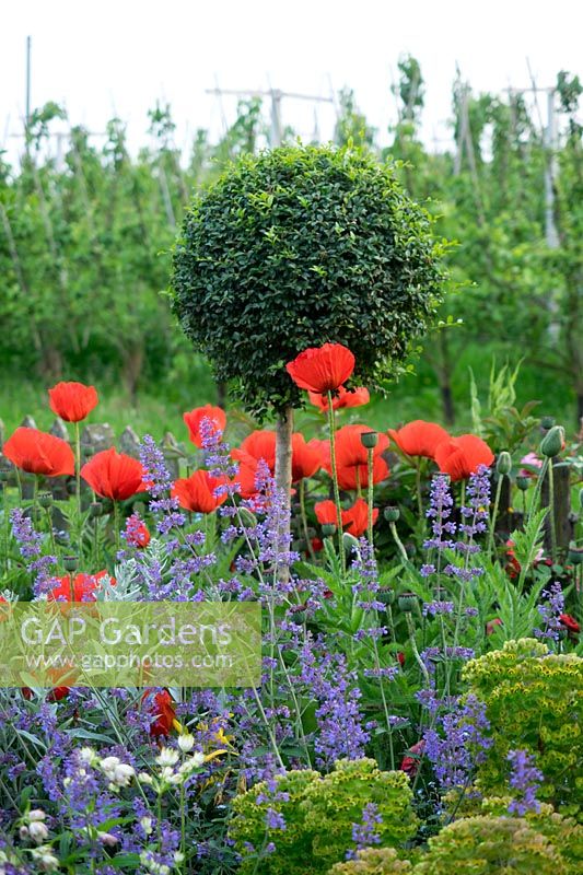 Papaver orientale with buxus ball