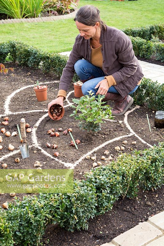 Woman placing bulbs in marked out flowerbed prior to planting