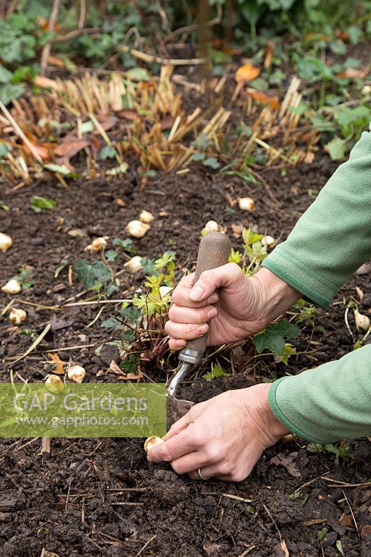 Woman planting Camassia quamash bulbs with hand trowel in Autumn