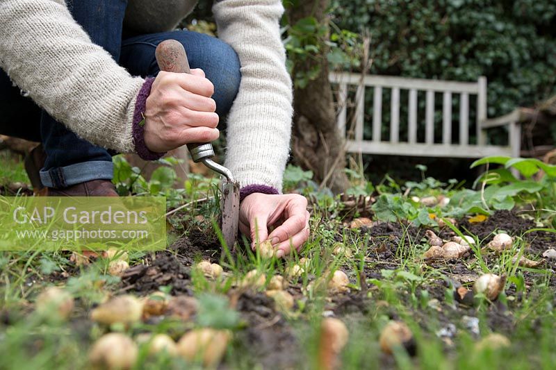 Woman planting Hyacinthoides non-scripta syn. Scilla nutans bulbs in Autumn
