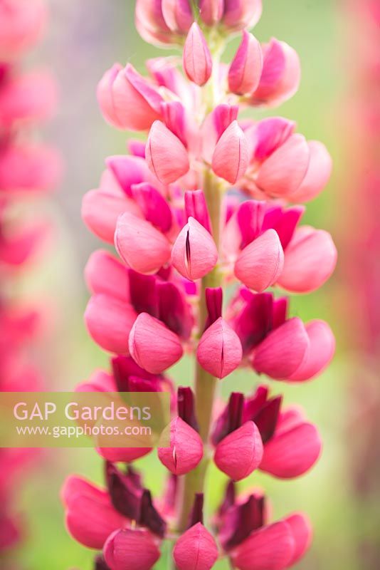 Lupinus 'My Castle' Band of Nobles Series