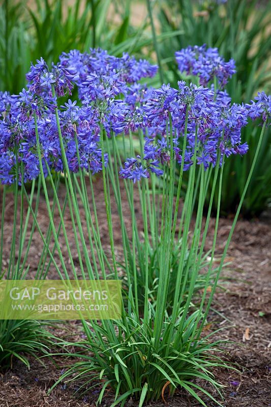 Agapanthus 'Lilliput'. African lily