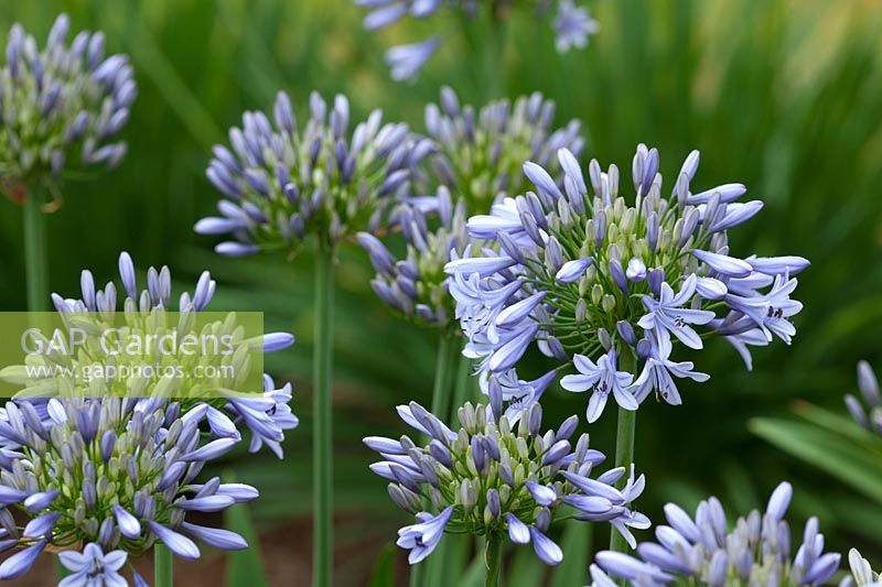 Agapanthus 'Luly'. African lily