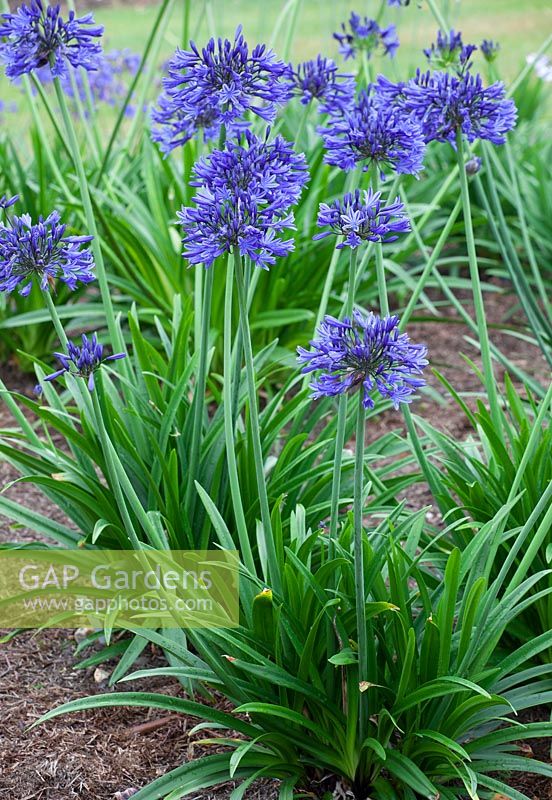 Agapanthus 'Midnight Star' syn. A. 'Navy Blue' - African lily