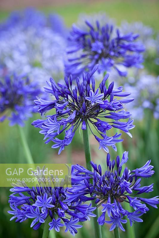 Agapanthus 'Midnight Blue' syn. A. 'Navy Blue'. African lily