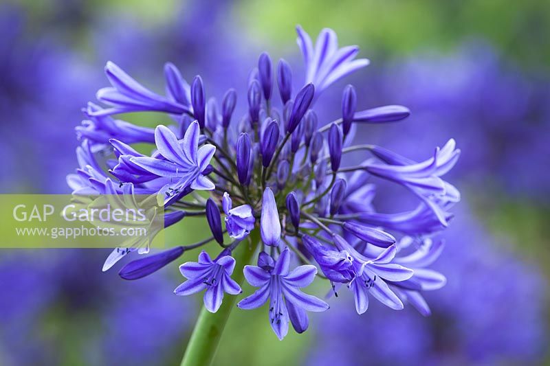 Agapanthus 'Midnight Star' syn. A. 'Navy Blue'. African lily