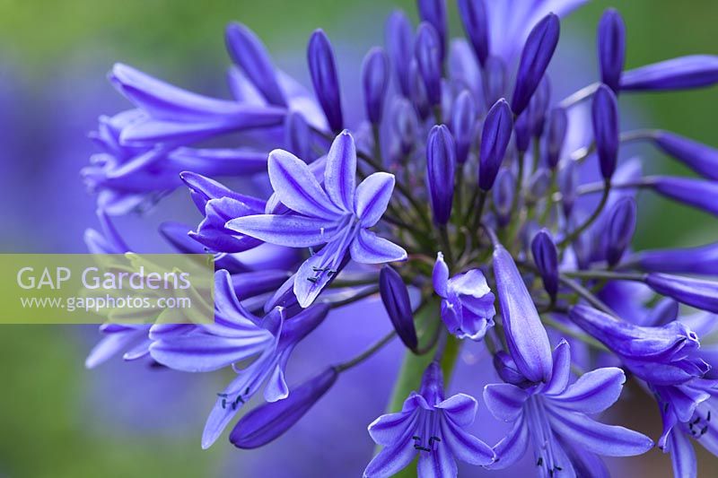 Agapanthus 'Midnight Star' syn. A. 'Navy Blue'. African lily