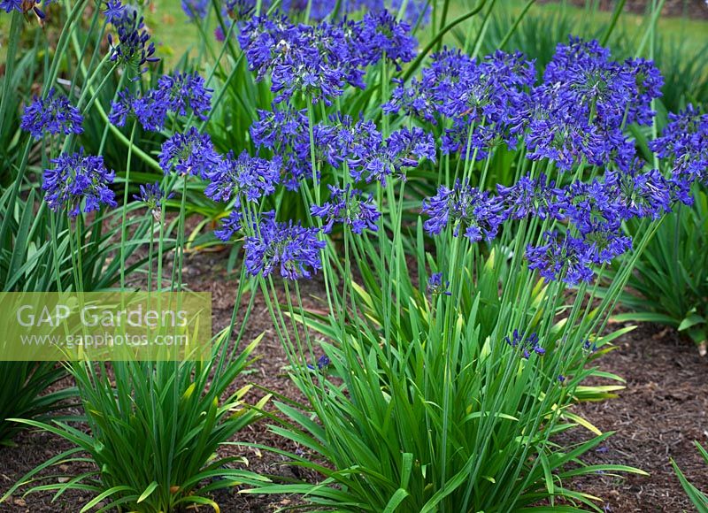 Agapanthus 'Sandringham'. African lily