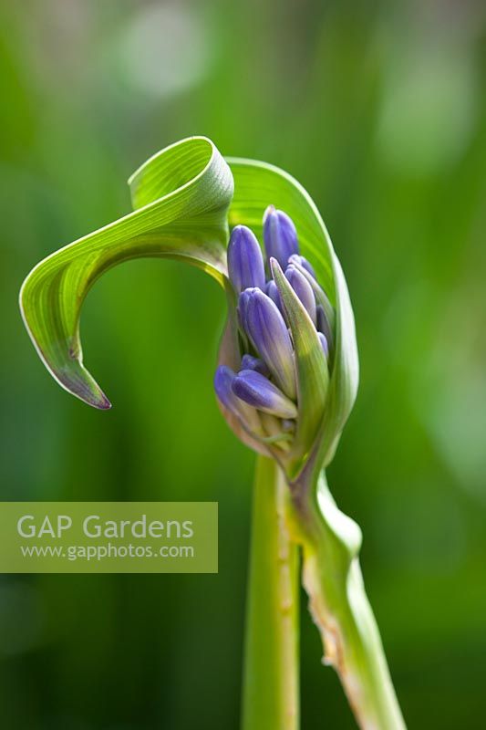 Distorted agapanthus bud