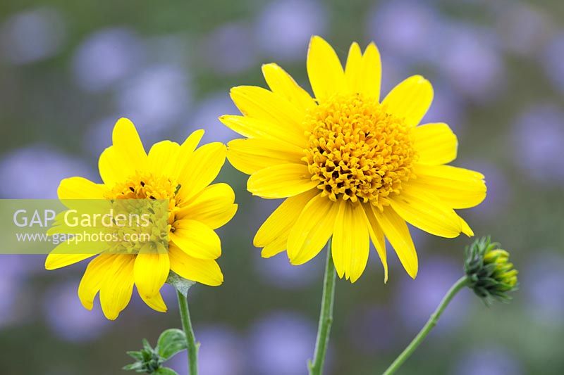 Helianthus decapetalus 'Morning Sun'. Sunflower