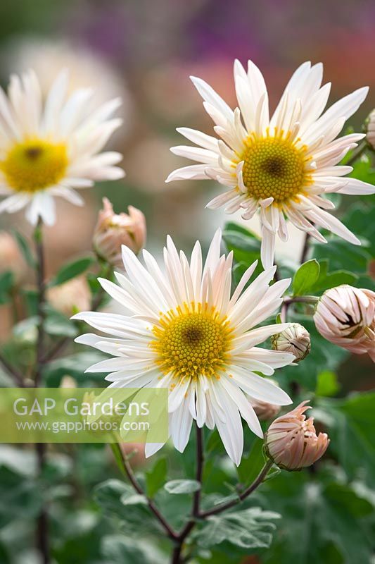 Chrysanthemum 'Elaine's Hardy White'