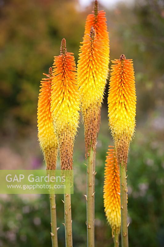 Kniphofia 'Frances Victoria'. Red hot poker