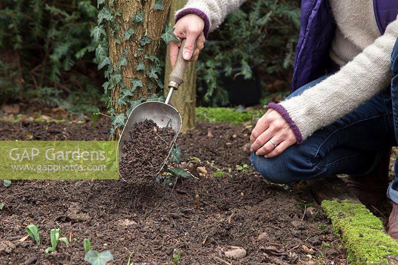 Woman covering newly planted Cyclamen hederifolium corms with soil