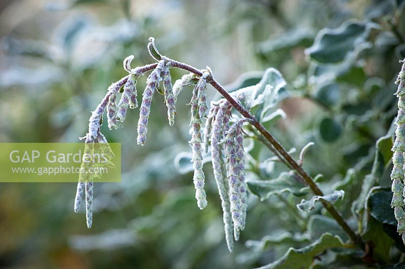 Garrya elliptica in frost. Silk tassel bush