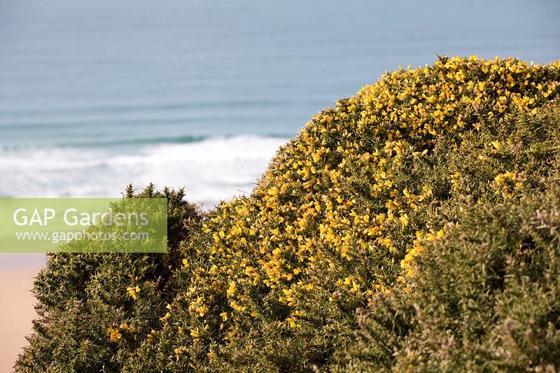 Ulex europaeus - Common Gorse growing on cliffs in Cornwall. 