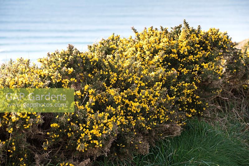 Ulex europaeus - Common Gorse growing on cliffs in Cornwall. 