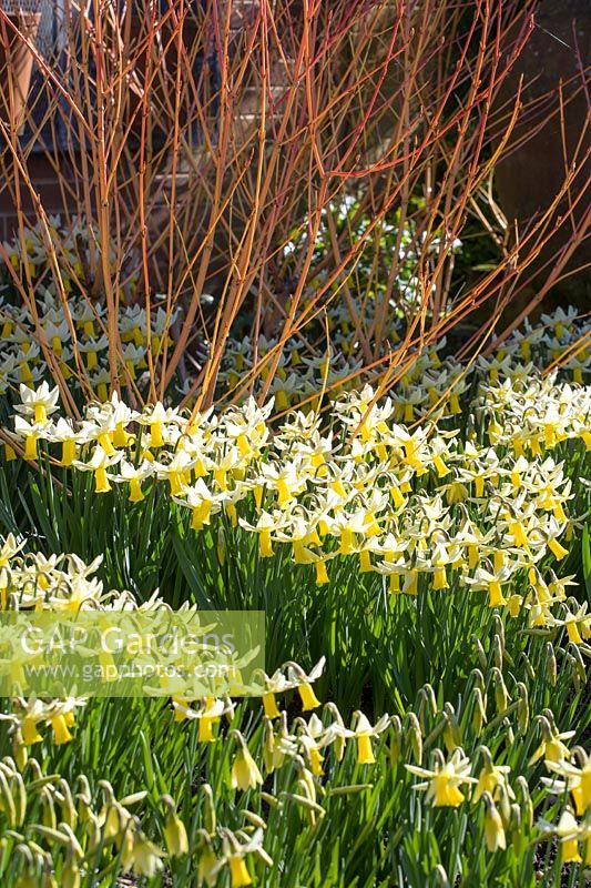 Narcissus 'Trena' AGM growing at the base of cornus in John Massey's garden at Ashwood Nurseries.