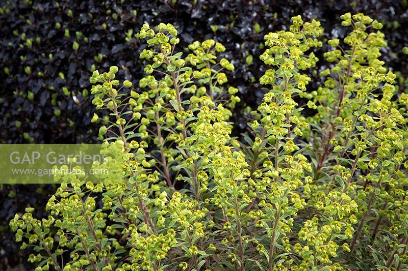 Euphorbia x martini 'Ascot Rainbow' AGM in front of Pittosporum tenuifolium 'Tom Thumb'