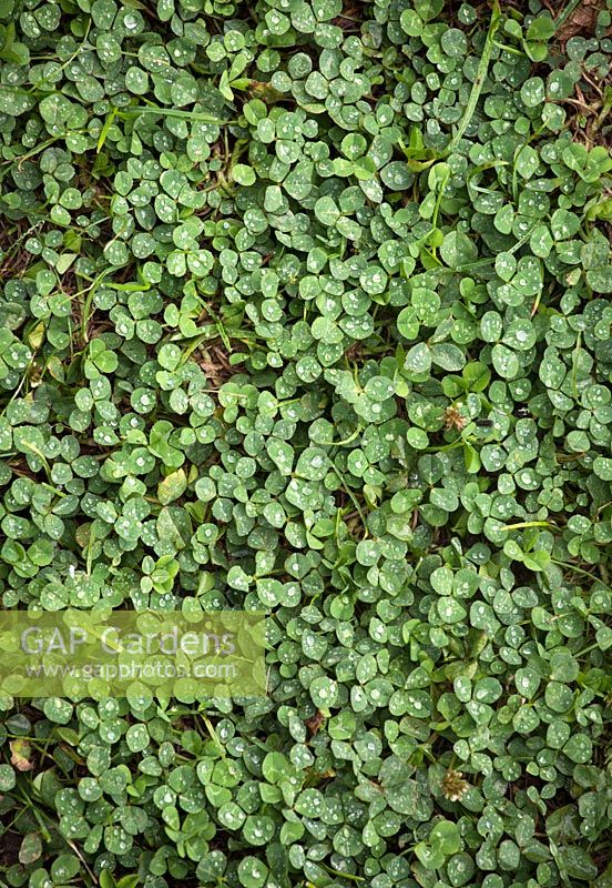 Clover growing in lawn. Trifolium spp.
