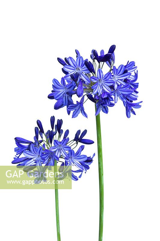 Agapanthus 'Northern Star'. African lily