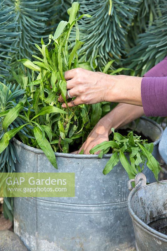Woman planting bare root Wallflowers 'Scarlet Emperor' in galvanised container