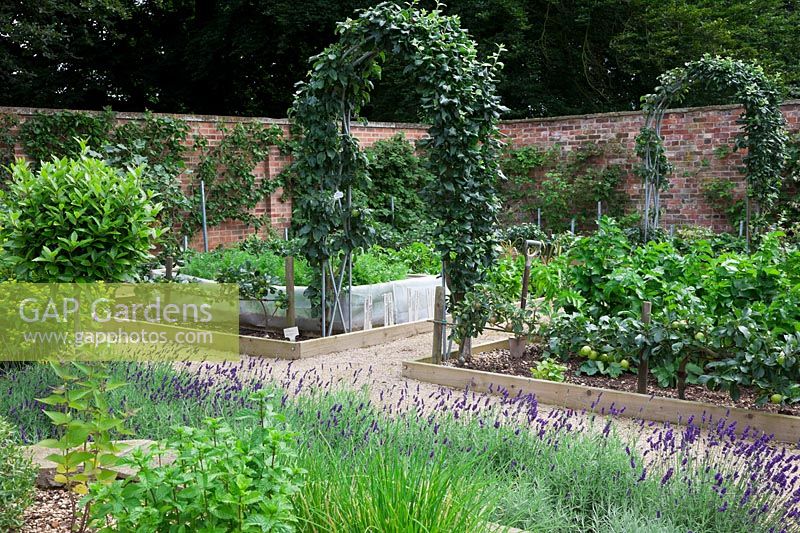 Half standard Bay tree, Mint and Chives in walled herb garden with Lavandula 'Imperial Gem' and Step-over apple - 'Orleans Reinette'   edging beds. Apples trained over steel arches and carrots growing surrounded by mesh against carrot fly.