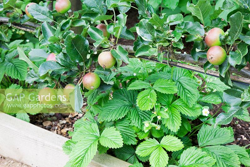 Malus. Step-over apple - 'Orleans Reinette' in raised bed
