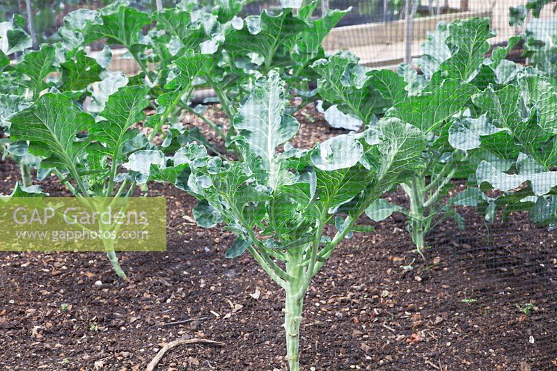 Young Brassicas growing under black netting to protect against cabbage white butterflies.