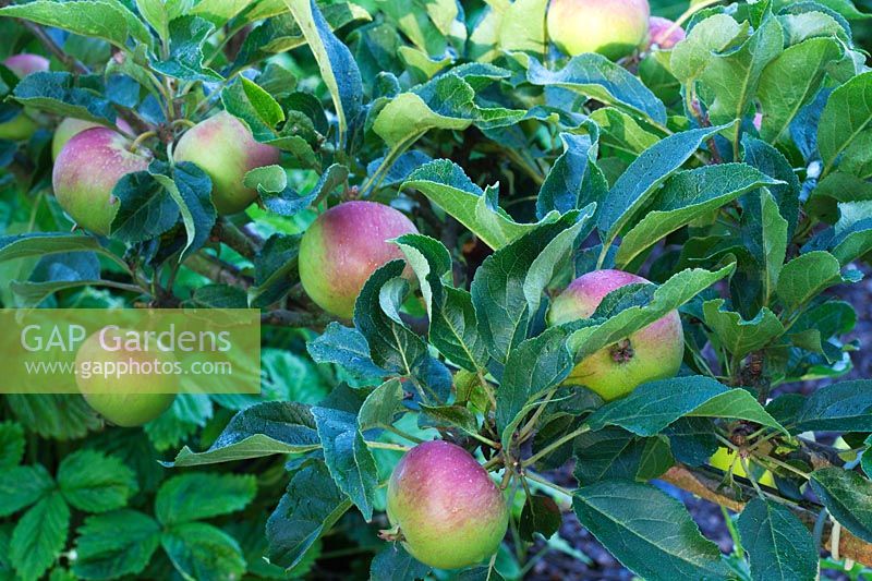 Malus 'Orleans Reinette' - Step-over apple