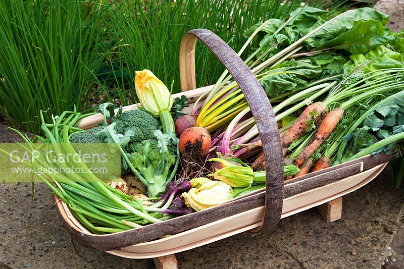Trug full of harvested vegetables including, Courgette 'Defender', Carrots, Spring Onion 'Redmate', Beetroot 'Chioggia', Beetroot 'Burpees Golden', Broccoli.