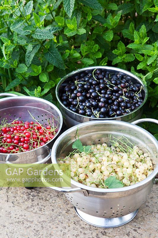 A trio of colanders full of Redcurrants, Blackcurrants and Whitecurrants. 