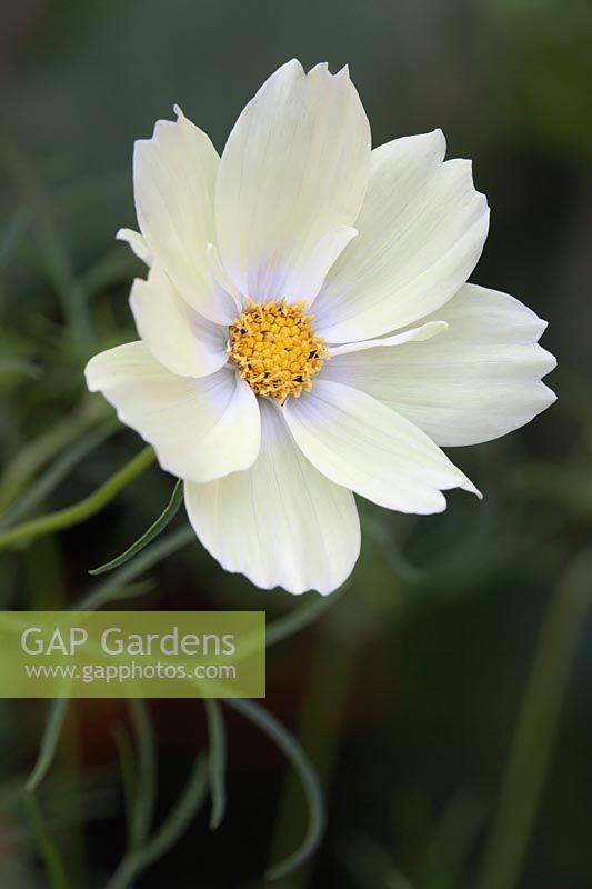 Cosmos 'Xanthos' Close view of a single open pastel yellow bloom