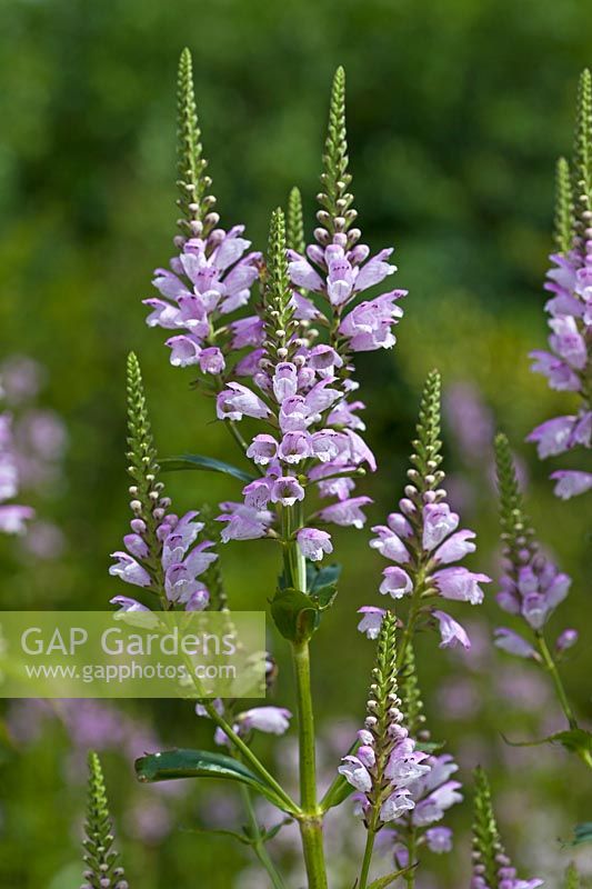 Physostegia virginiana 'Red Beauty' - obedient plant