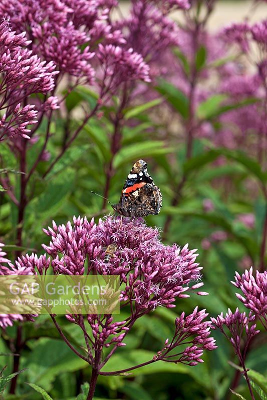 Eupatorium 'Baby Joe' with red admiral butterly