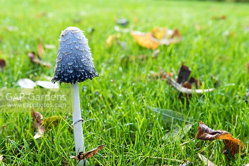 Coprinus comatus - Shaggy ink cap mushroom in autumn in France