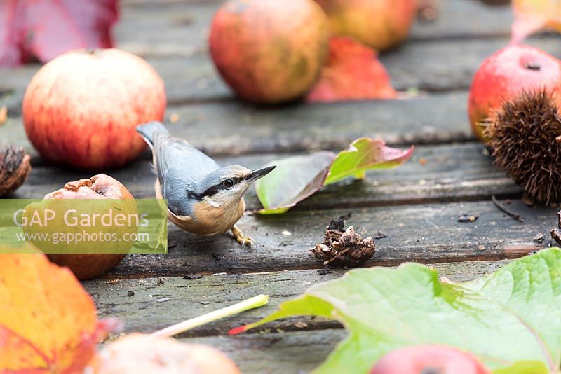 Sitta europaea - Nuthatch on wooden bird table feeding on nuts, France, autumn.